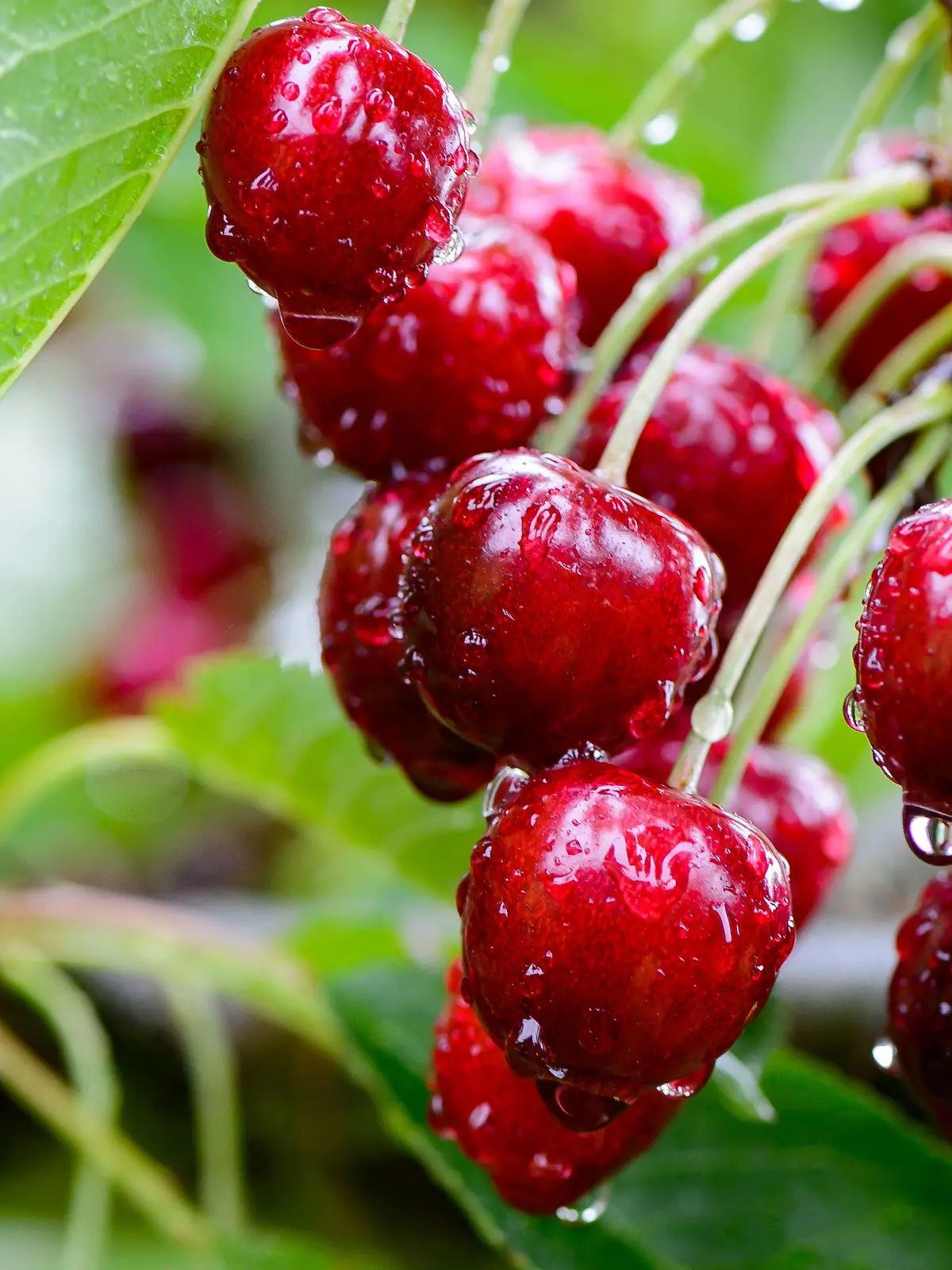 09.07.2021, Hessen, Witzenhausen: Kirschen hängen im Regen auf einer Plantage an einem Kirschbaum. Obstdiebe bereiten den hessischen Produzenten von Kirschen auch in dieser Saison Sorgen. Fälle von Diebstählen nehmen seit einigen Jahren rasant zu. Foto: Swen Pförtner/dpa +++ dpa-Bildfunk +++