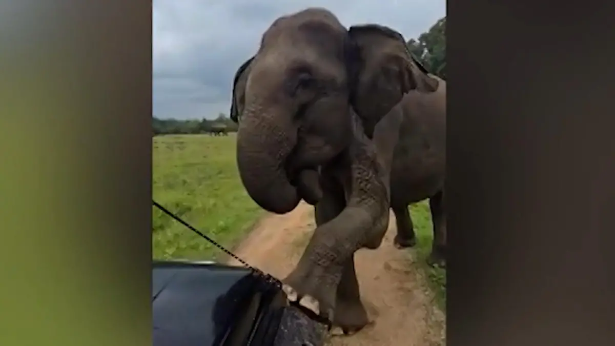 Elefant attackiert Touris – dann wird Ranger zum Riesen-Flüsterer Schockmoment auf Safari