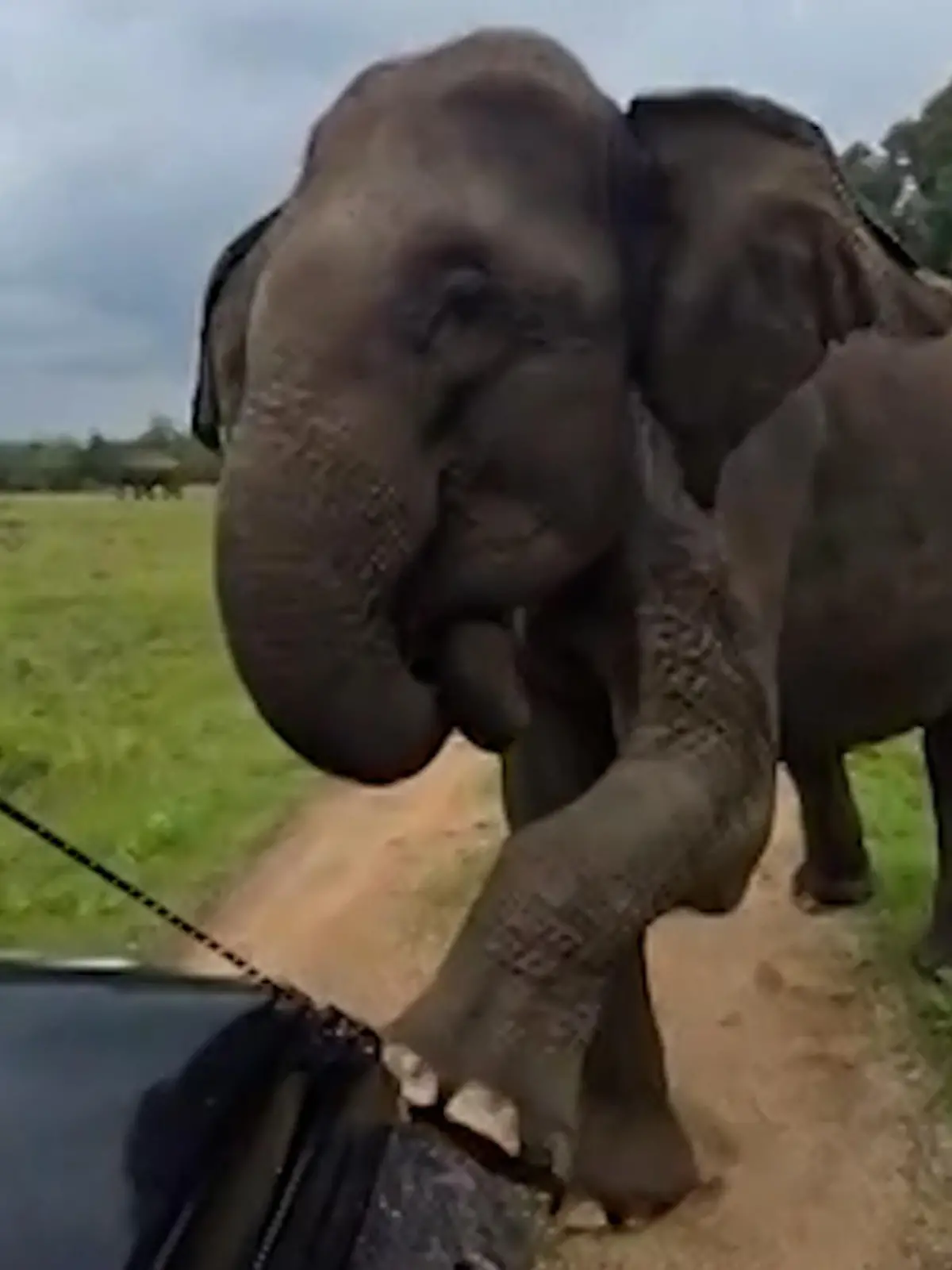 Bild zu: "Elefant attackiert Touris – dann wird Ranger zum Riesen-Flüsterer "