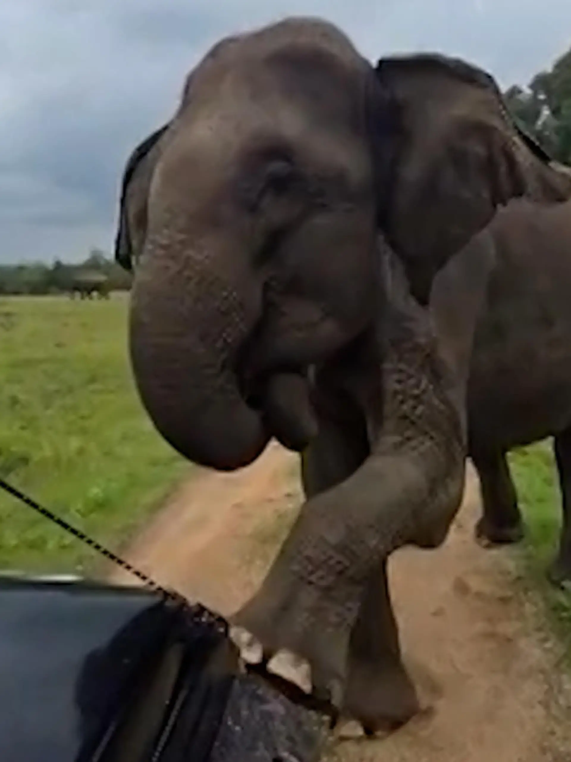 Bild zu: "Elefant attackiert Touris – dann wird Ranger zum Riesen-Flüsterer"