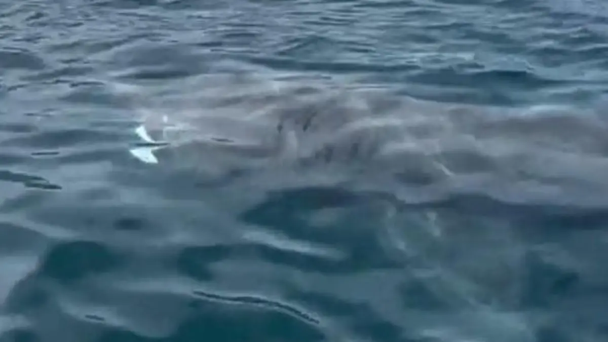 Unglaubliche Entdeckung! Zweitgrößte Art der Welt – schwimmt hier ein Riesenhai? Raubfisch kann bis zu zehn Meter lang werden