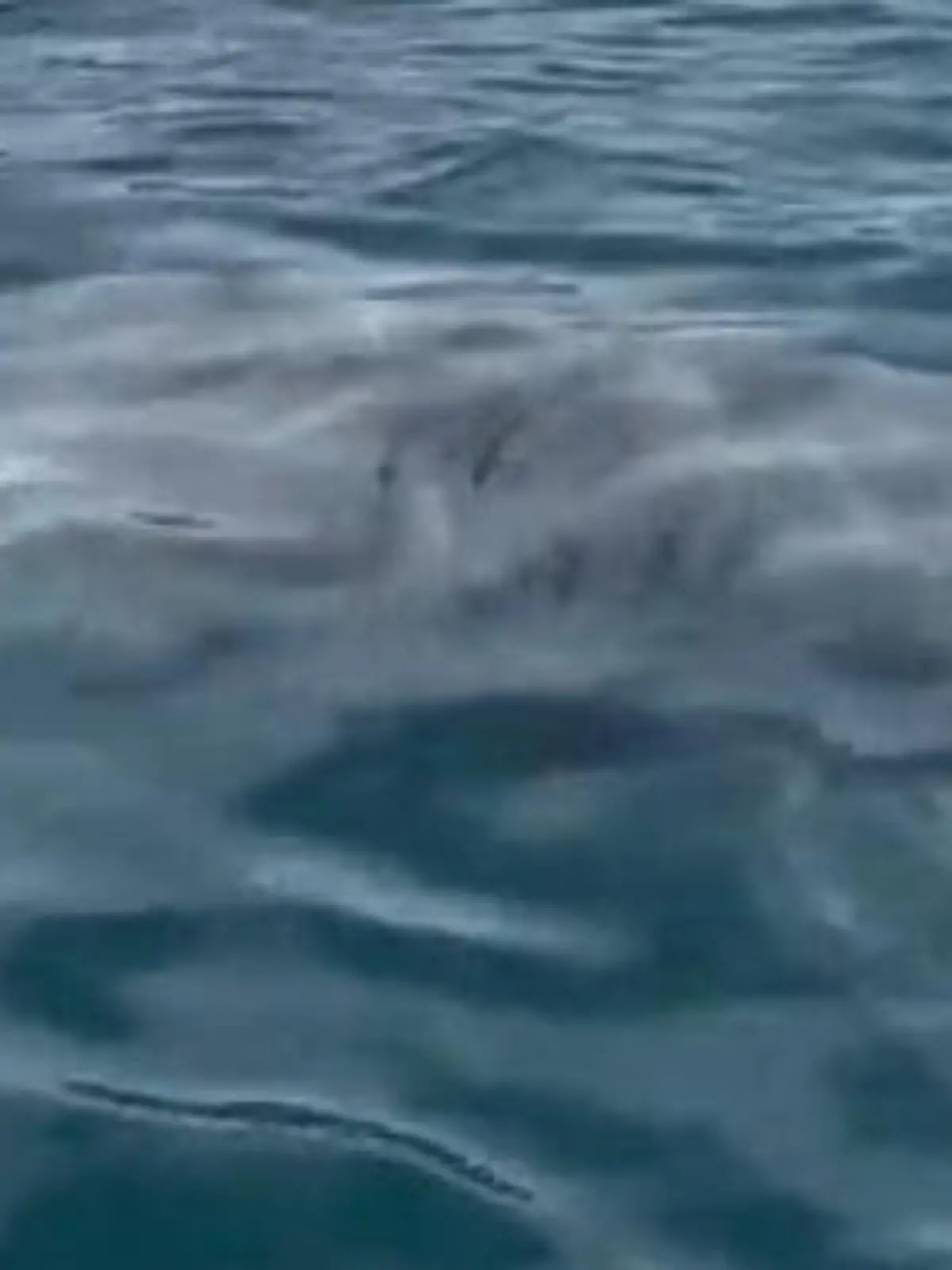 Bild zu: "Unglaubliche Entdeckung! Zweitgrößte Art der Welt – schwimmt hier ein Riesenhai?"