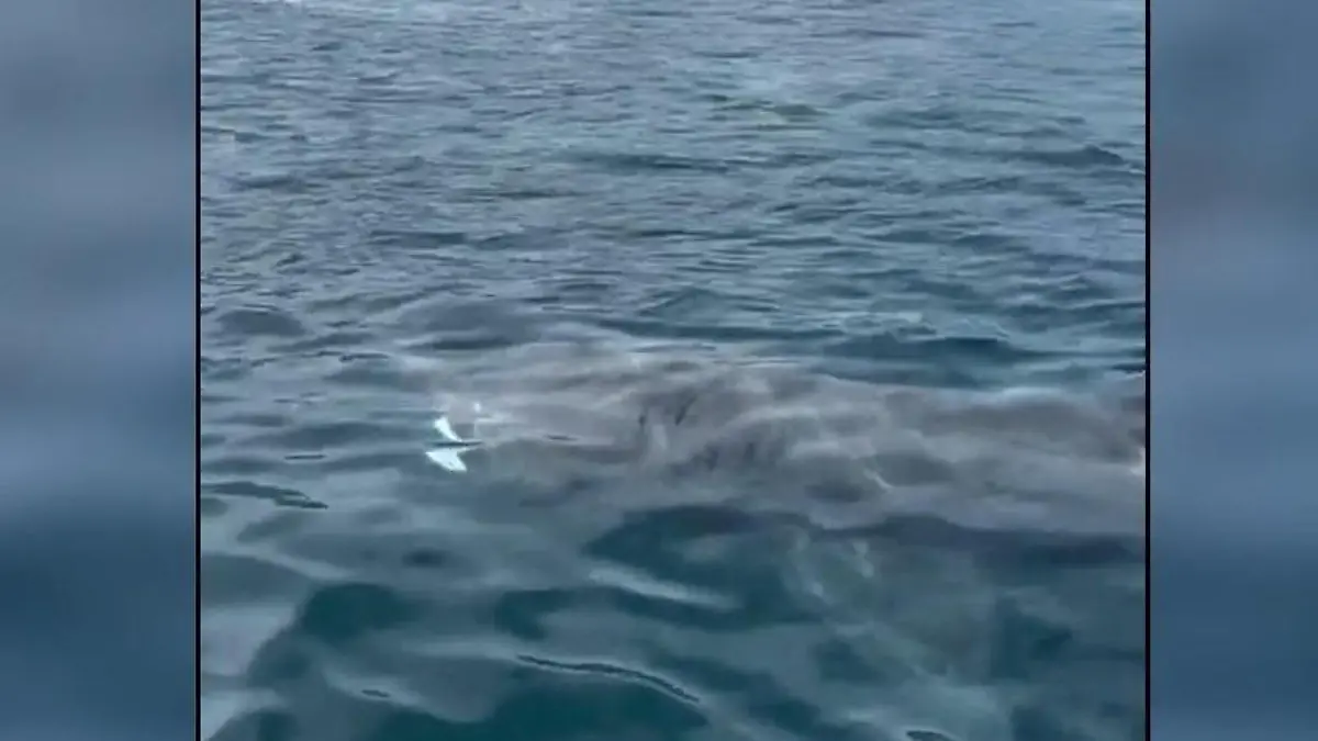 Unglaubliche Entdeckung! Zweitgrößte Art der Welt – schwimmt hier ein Riesenhai? Raubfisch kann bis zu zehn Meter lang werden