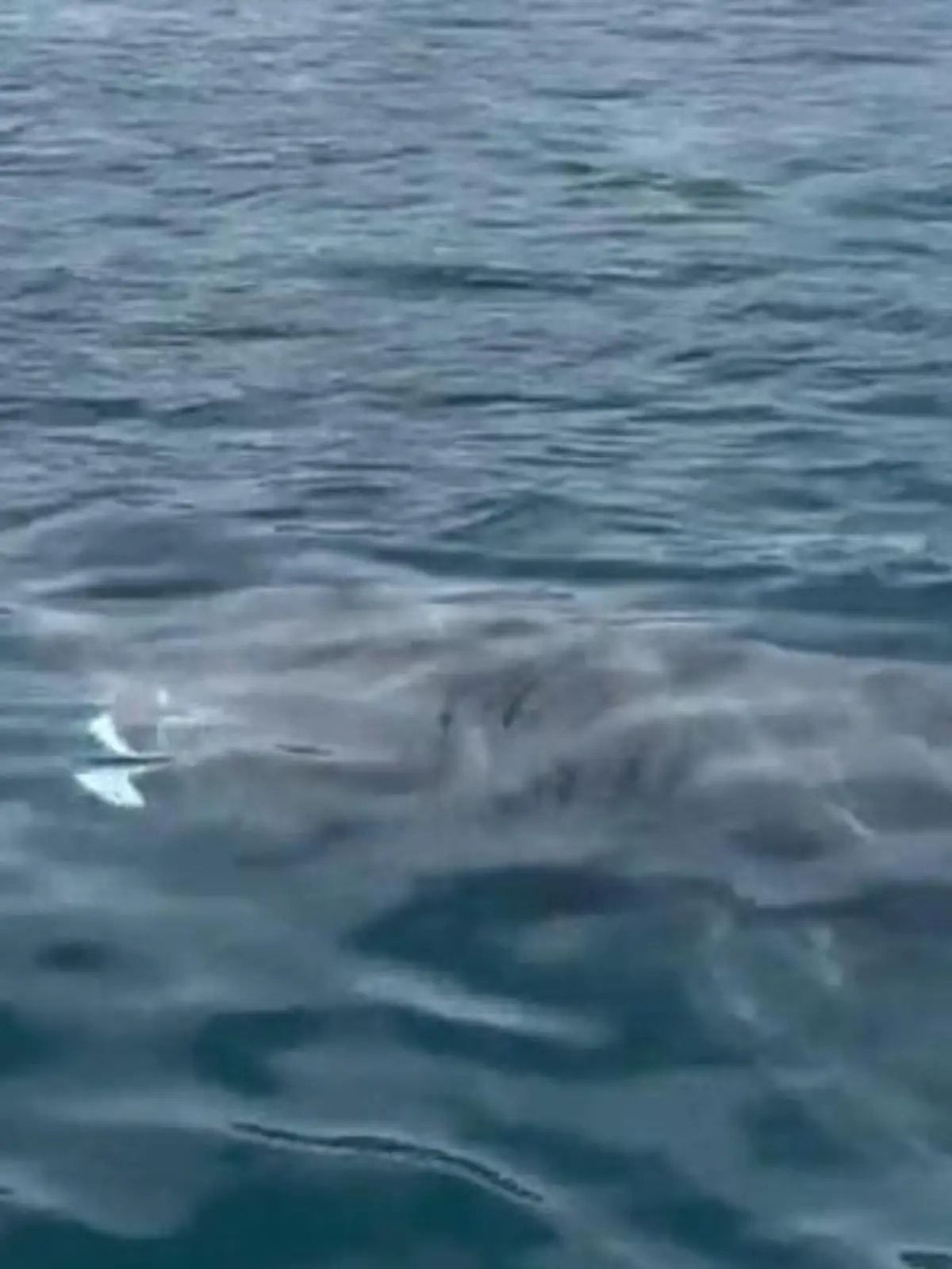 Bild zu: "Unglaubliche Entdeckung! Zweitgrößte Art der Welt – schwimmt hier ein Riesenhai?"