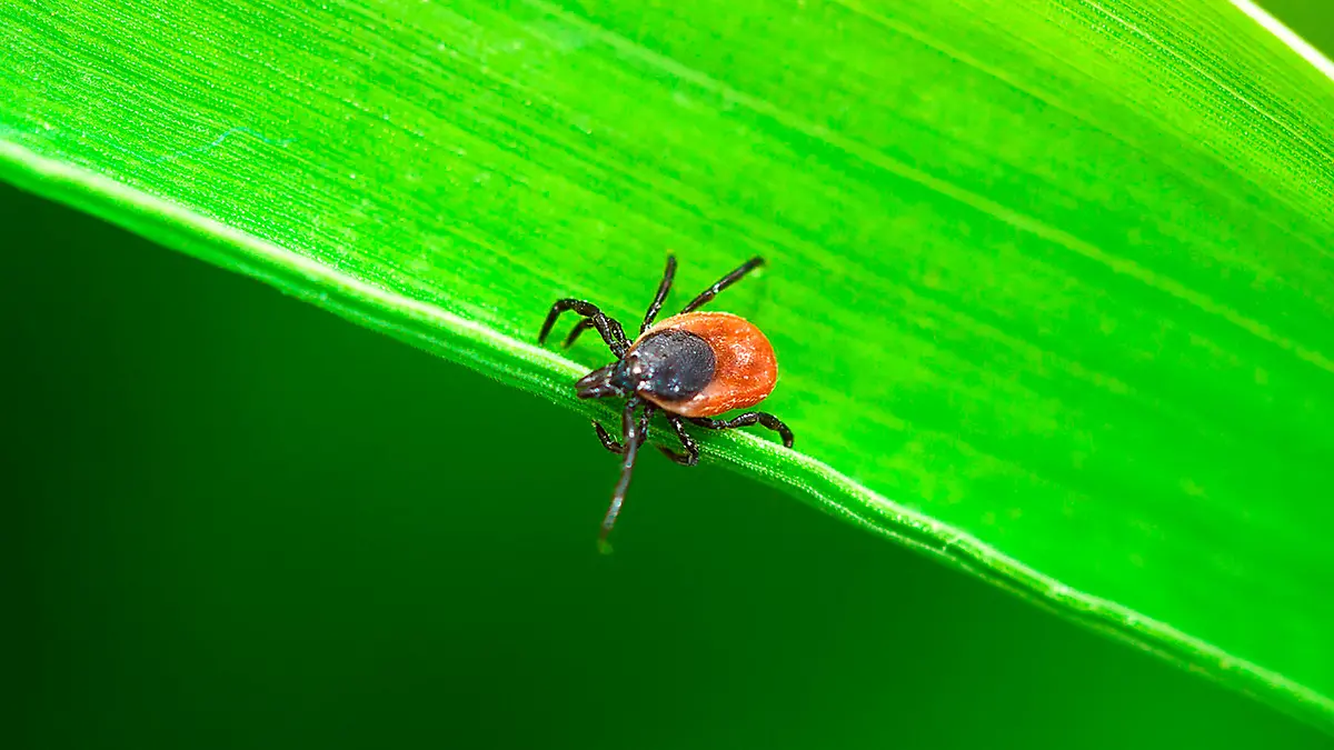 Zecken-Gefahr so hoch wie nie So schützt ihr euch