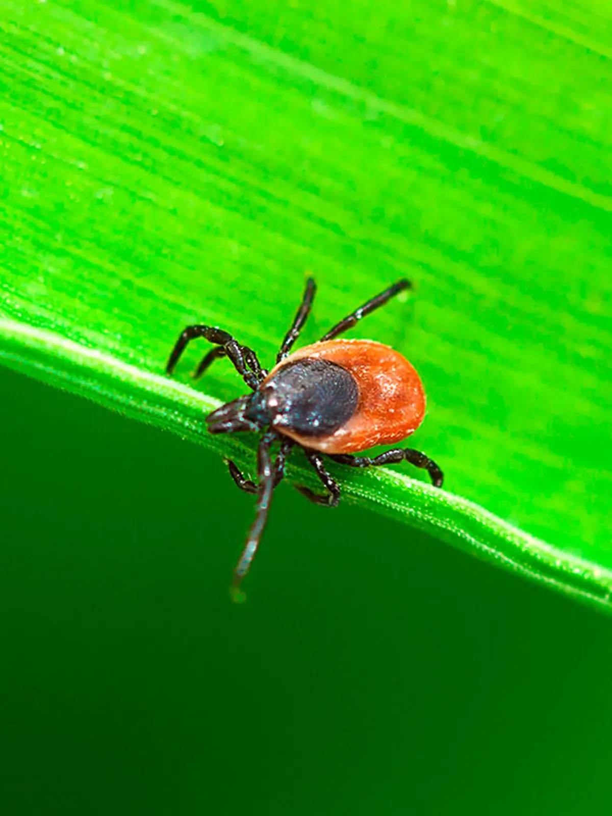 Bild zu: "Zecken-Gefahr so hoch wie nie"