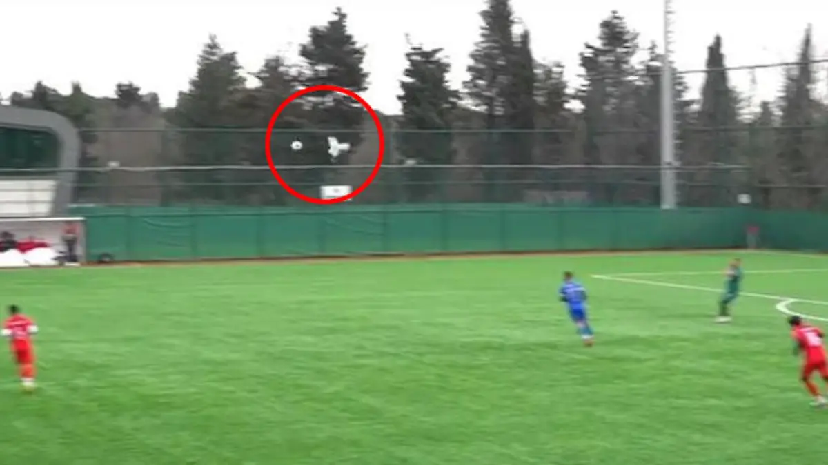 Schuss, Satz, Möwe! Fußballer kickt Vogel von Himmel – Teamkollege reanimiert das Tier Kurioser Zwischenfall in Istanbul