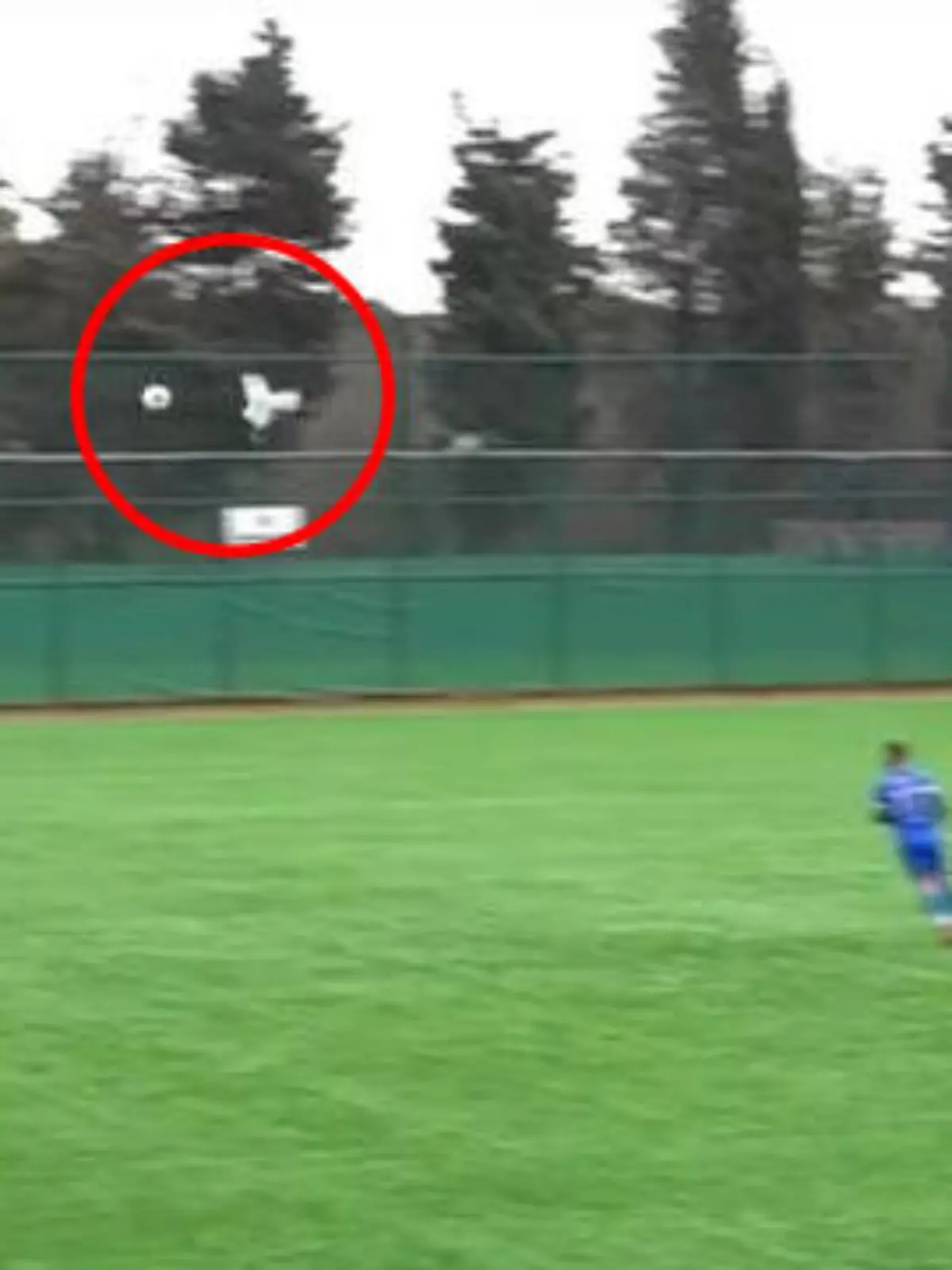 Bild zu: "Schuss, Satz, Möwe! Fußballer kickt Vogel von Himmel – Teamkollege reanimiert das Tier"