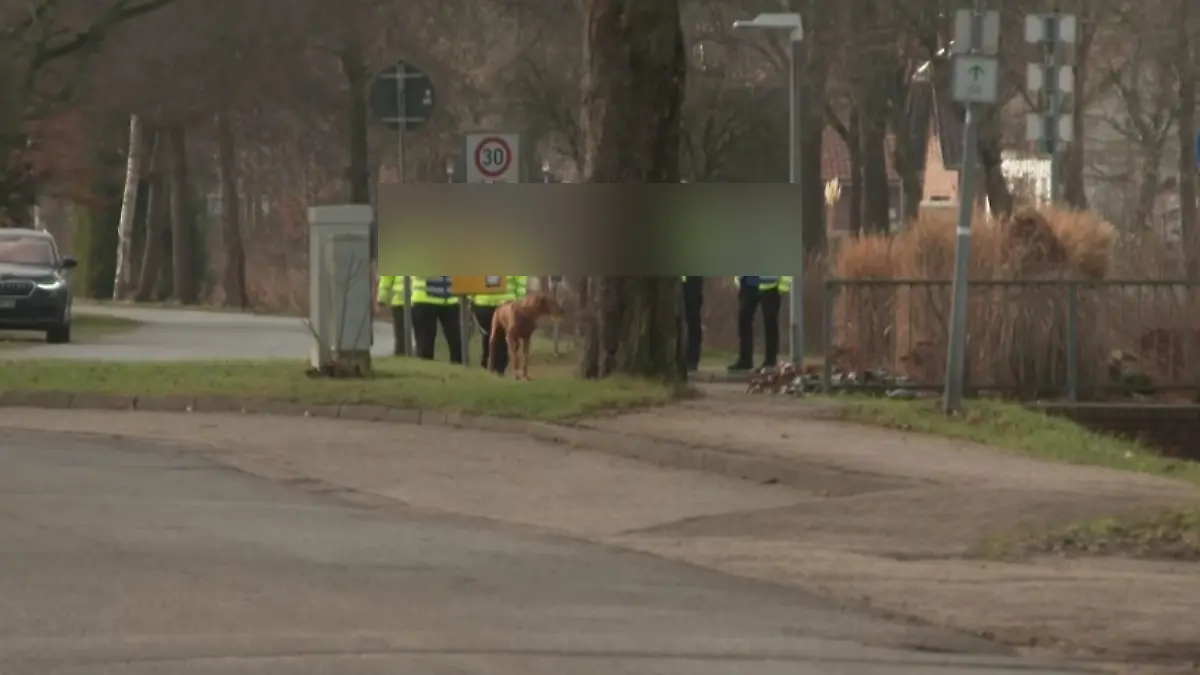 Die Mantrailer-Beamten suchen in Barßel (Niedersachsen) mit einem Spürhund nach den vermissten Cousins Nawid (10) und Amir (9).