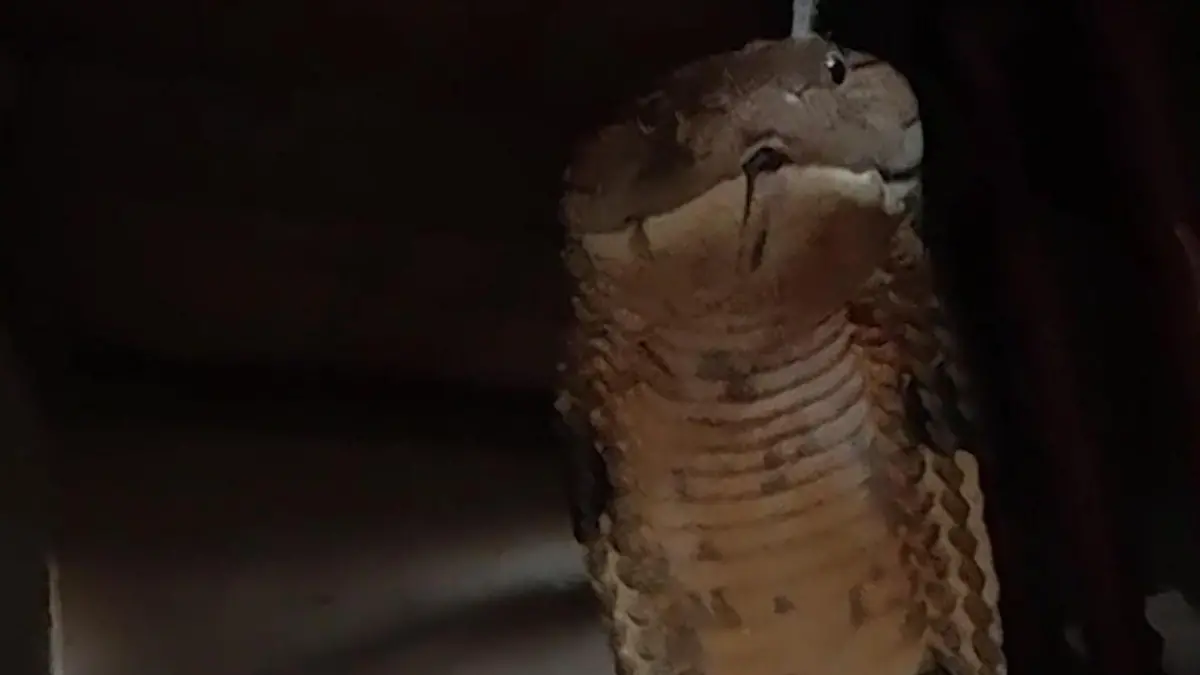 Monster-Schlange schießt auf Frau zu – im eigenen Zuhause! Riesige Königskobra schnappt zu