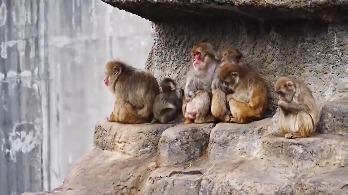 Affenbaby Punch tauscht Kuscheltier gegen echte Artgenossen Tierisches Happy End