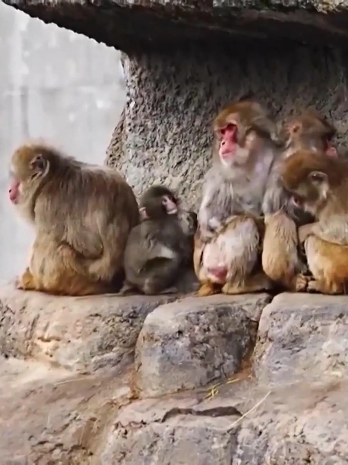 Bild zu: "Affenbaby Punch tauscht Kuscheltier gegen echte Artgenossen"