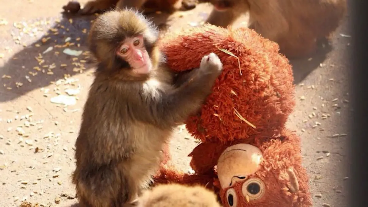 Von seiner Mutter verstoßen, fand Punch bei einem Plüschtier halt. 