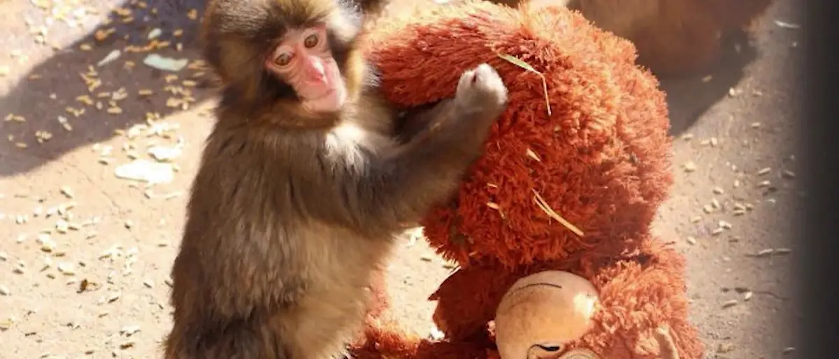Von seiner Mutter verstoßen, fand Punch bei einem Plüschtier halt. 