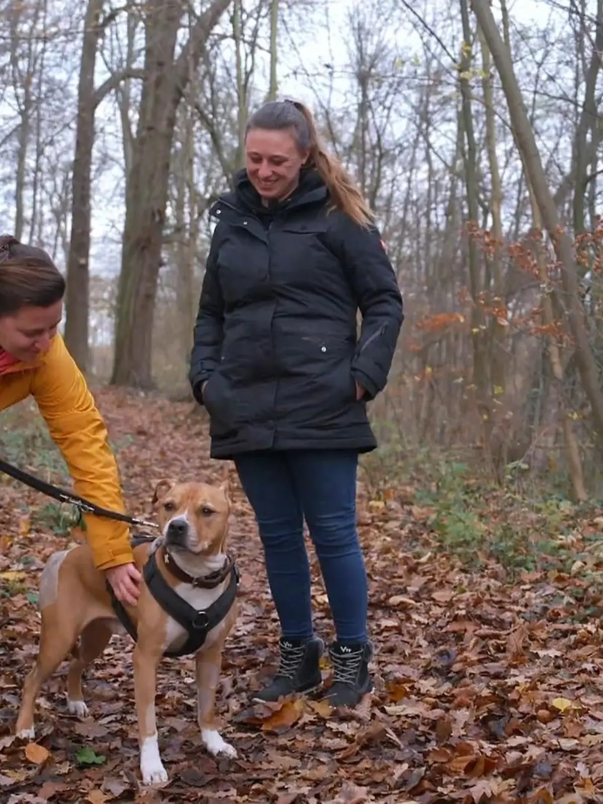 Bild zu: "Geronimo raus aus dem Tierheim: Wie läuft das Kennenlernen mit Franci?"