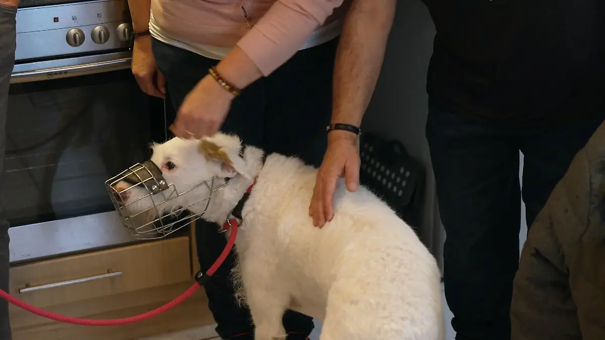 Erster Besuch bei Elvis: Wie reagiert er auf seine potenzielle neue Familie? Bereit für die Forever-Family?