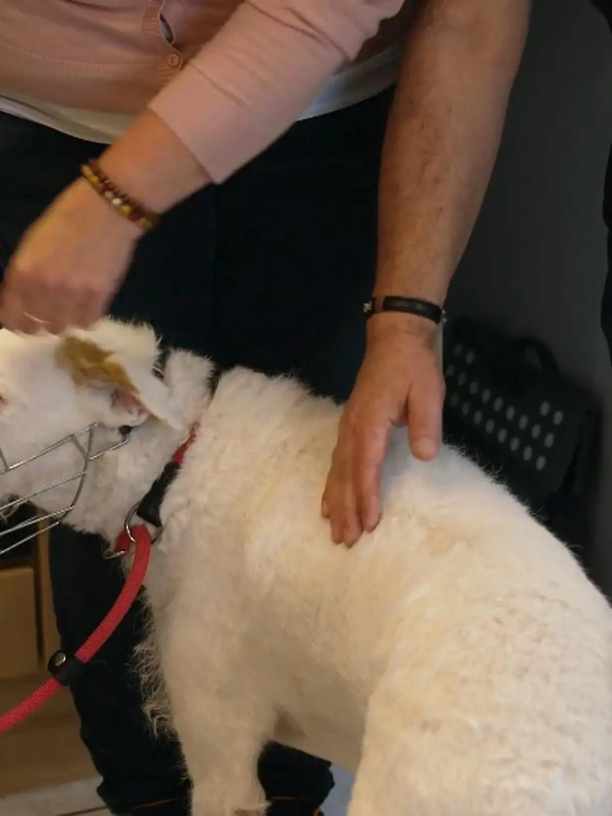 Bild zu: "Erster Besuch bei Elvis: Wie reagiert er auf seine potenzielle neue Familie?"