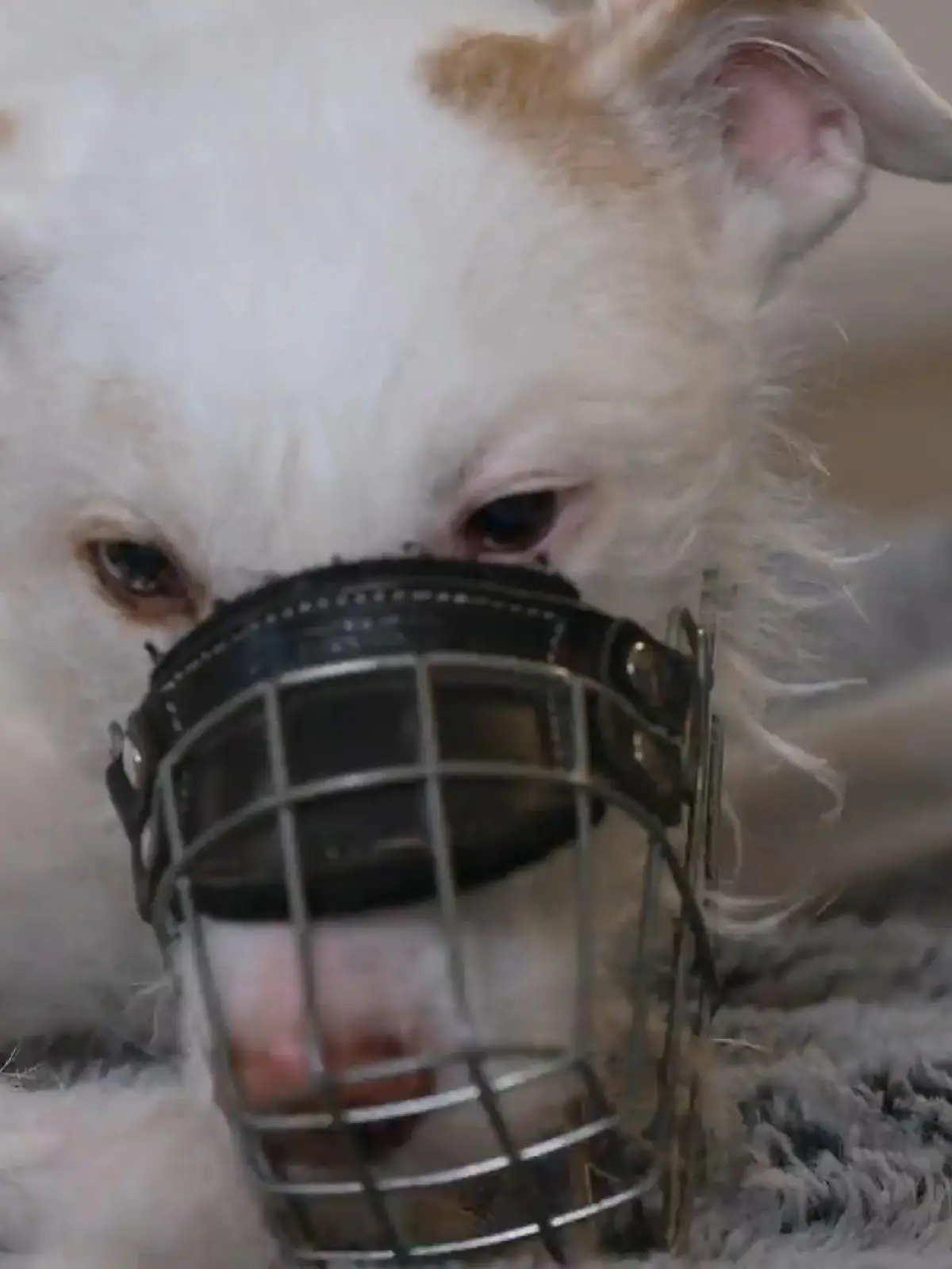 Bild zu: "Schock um Hunde-Opi Elvis - und bekommt Messy endlich eine Chance?"