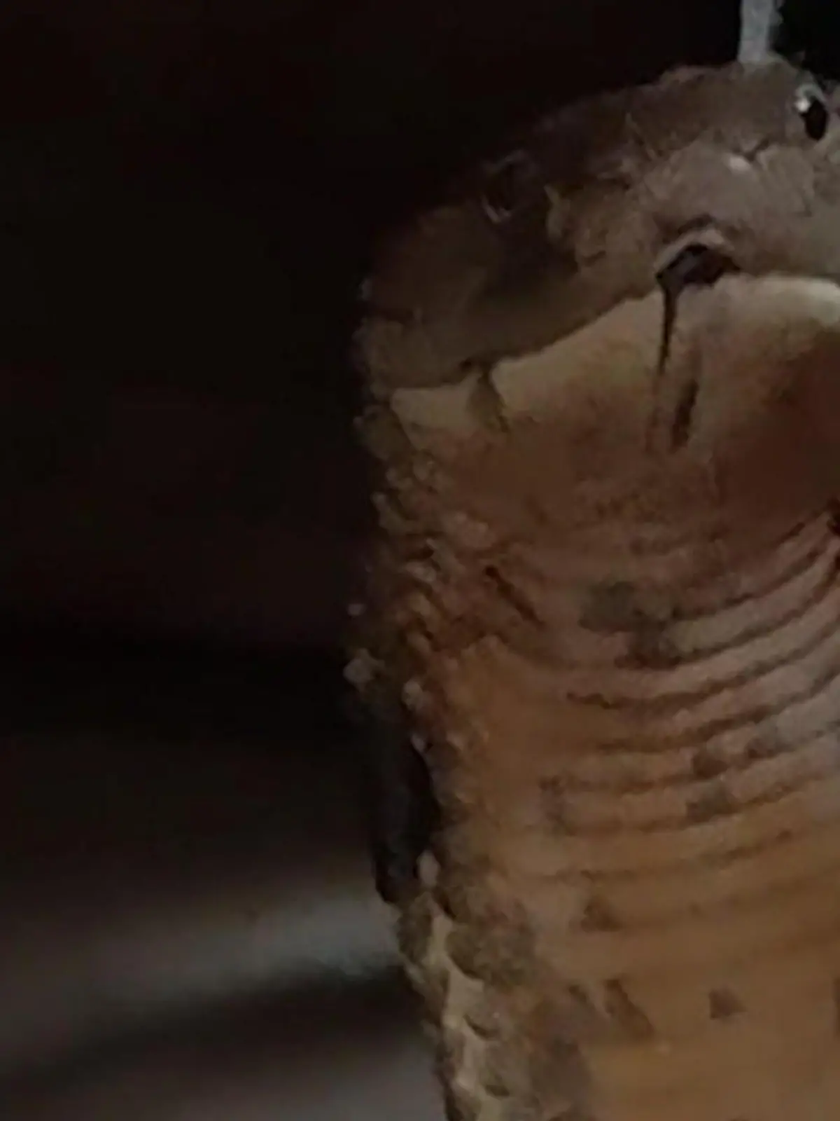 Bild zu: "Monster-Schlange schießt auf Frau zu – im eigenen Zuhause!"