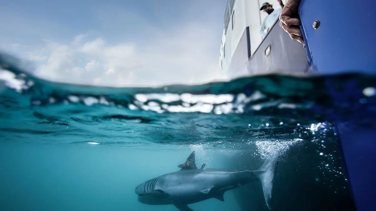 Nicht nur Haie versieht Ocearch mit Peilsendern - auch Meeresschildkröten, Robben, Delfine oder Alligatoren lassen sich auf der Seite der Organisation tracken.