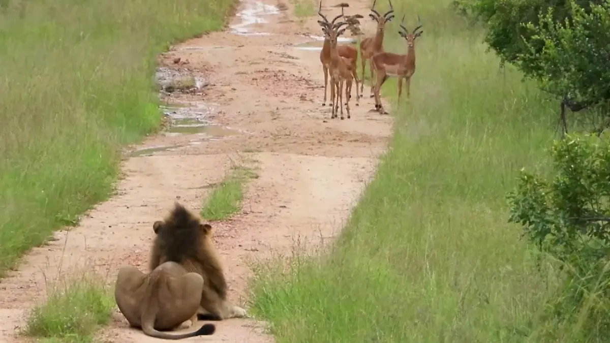Von wegen Fast Food! Impala-Herde trickst Löwenrudel aus Überlebenskampf vor Safari-Touristen