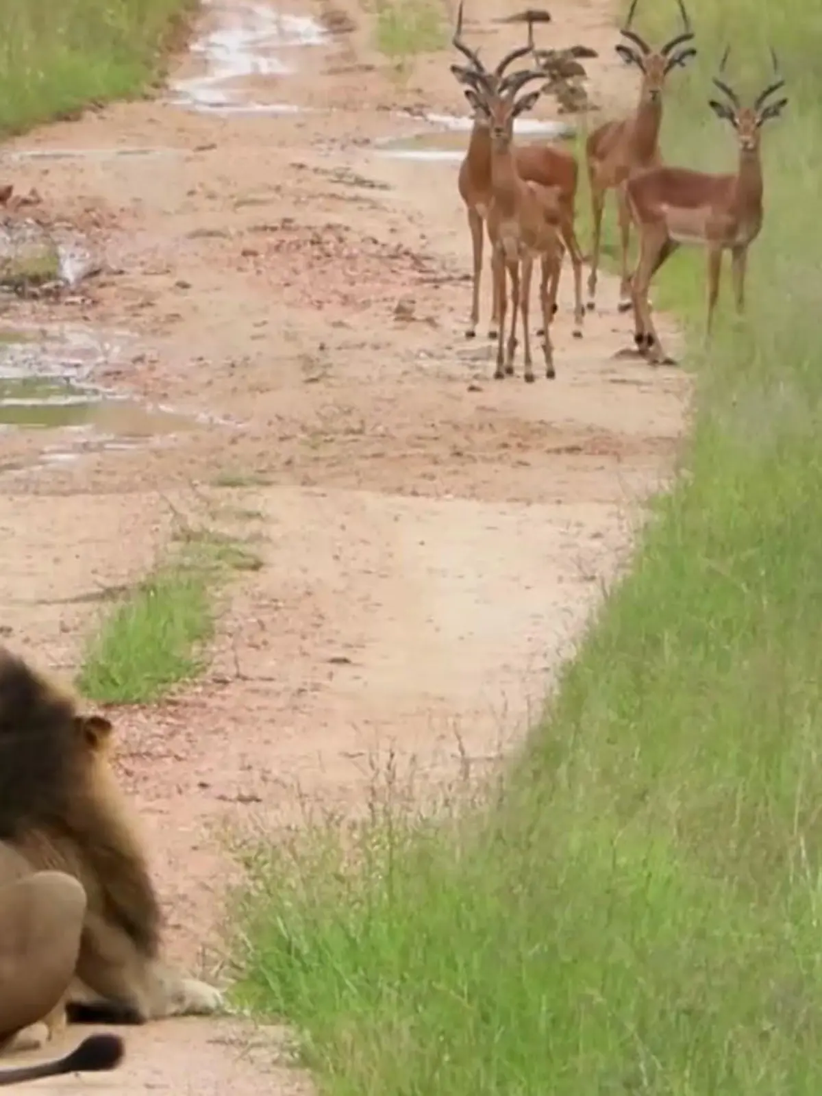 Bild zu: "Von wegen Fast Food! Impala-Herde trickst Löwenrudel aus"