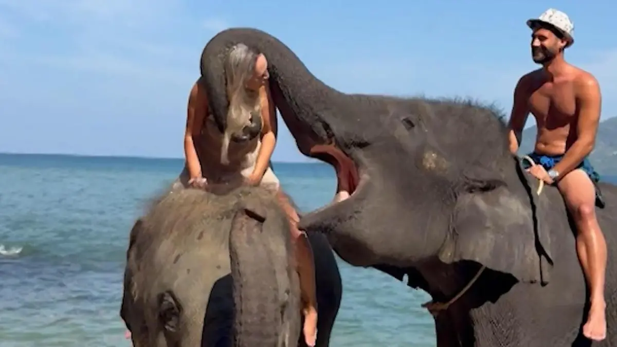 Fummel-fant am Strand! Dickhäuter gibt Touristin fetten Rüsselkuss Vor den Augen ihres Ehemanns