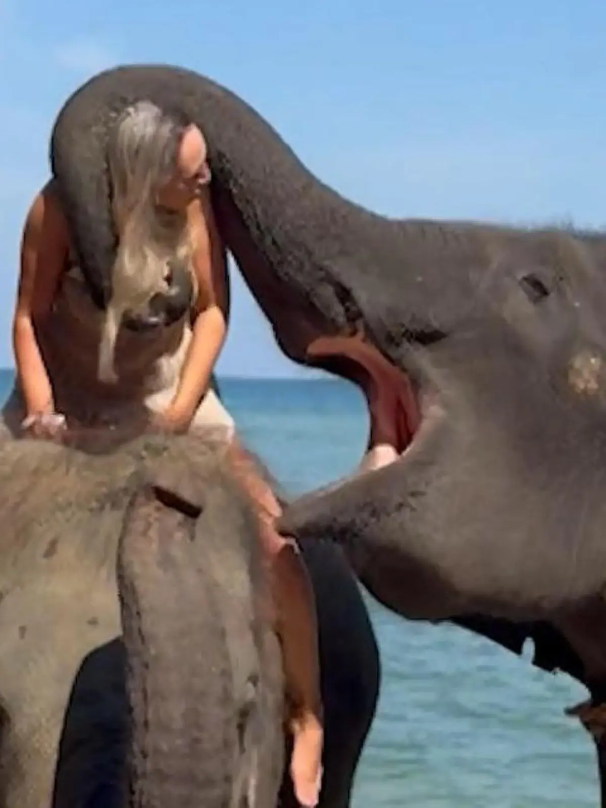 Fummel-fant am Strand! Dickhäuter gibt Touristin fetten Rüsselkuss