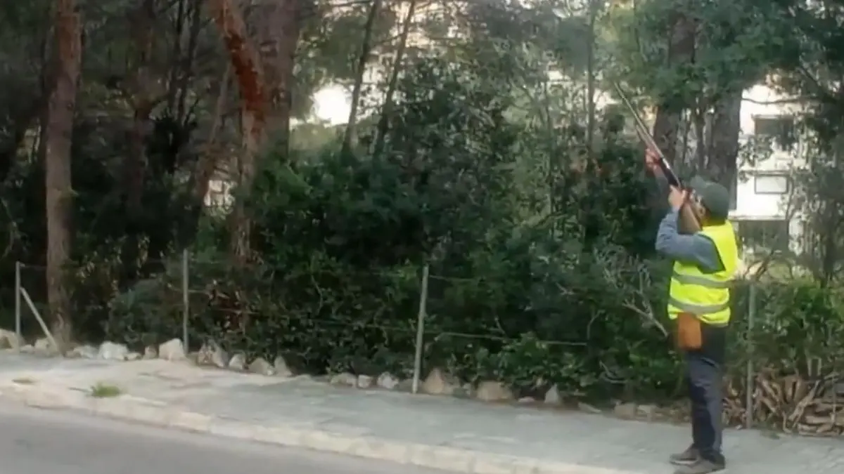 Wieso auf Mallorca jetzt auf Bäume geschossen wird Ballermänner abseits des Ballermanns