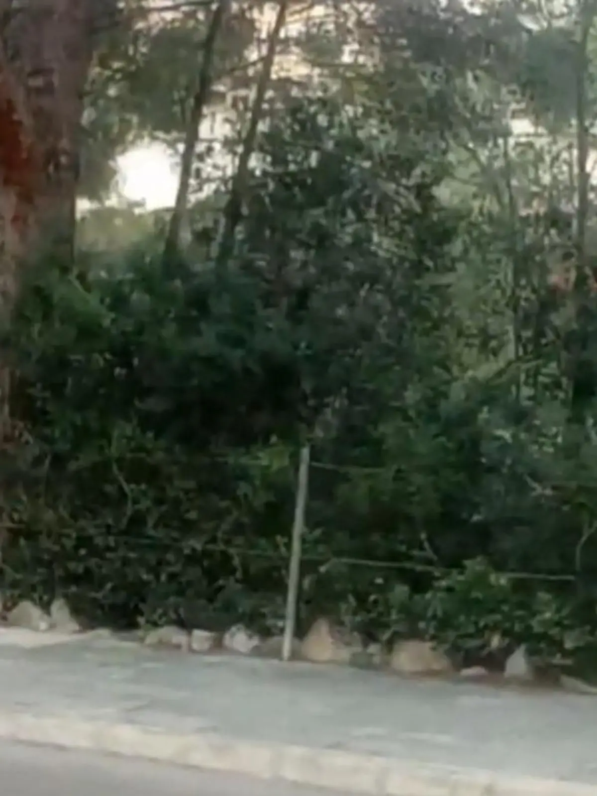 Bild zu: "Ballermänner abseits des Ballermanns! Wieso auf Mallorca jetzt auf Bäume geschossen wird"