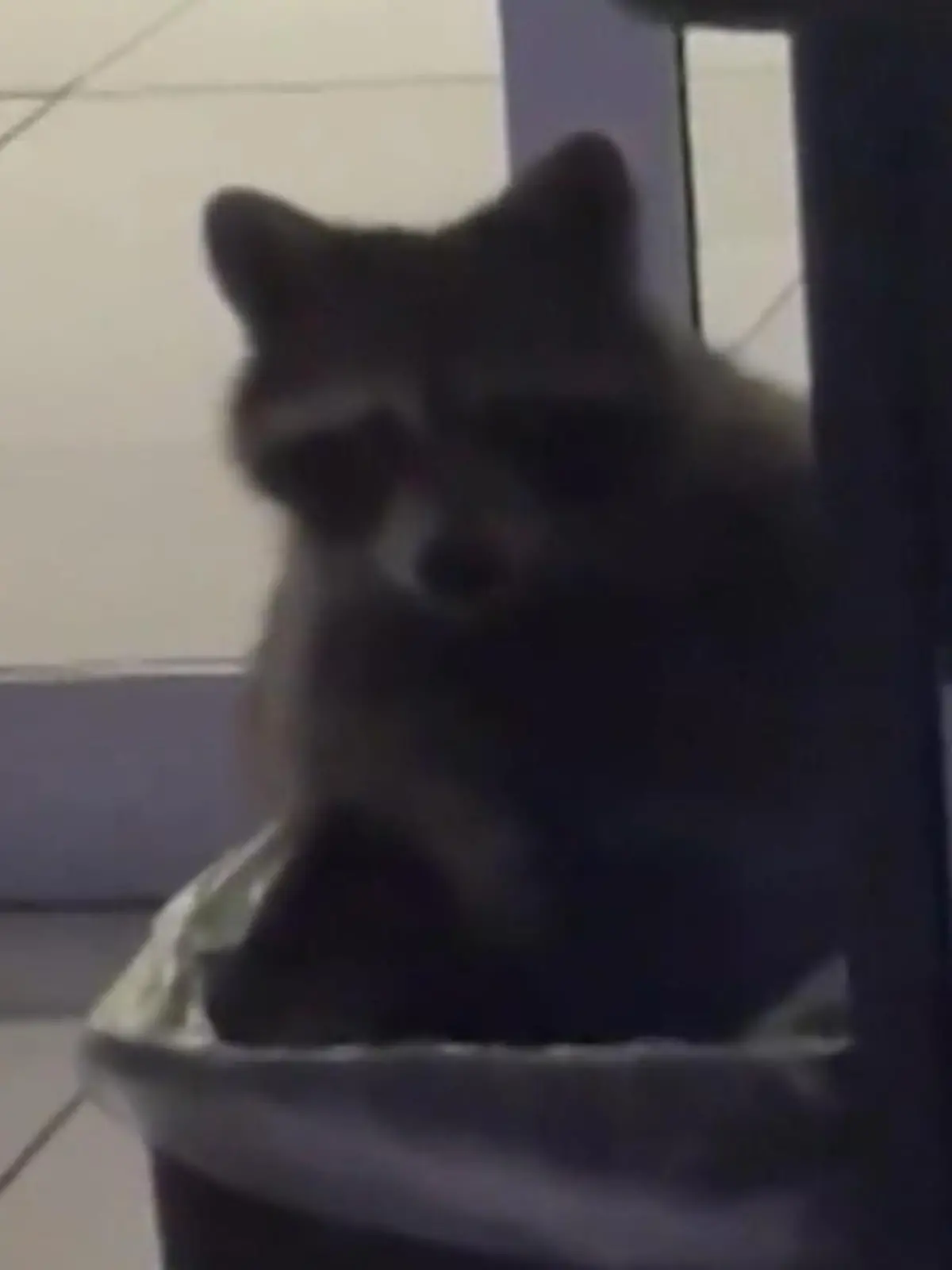 Bild zu: "Heimlich eingenistet! Raubtier kapert Fernsehstudio – aus diesem Grund"