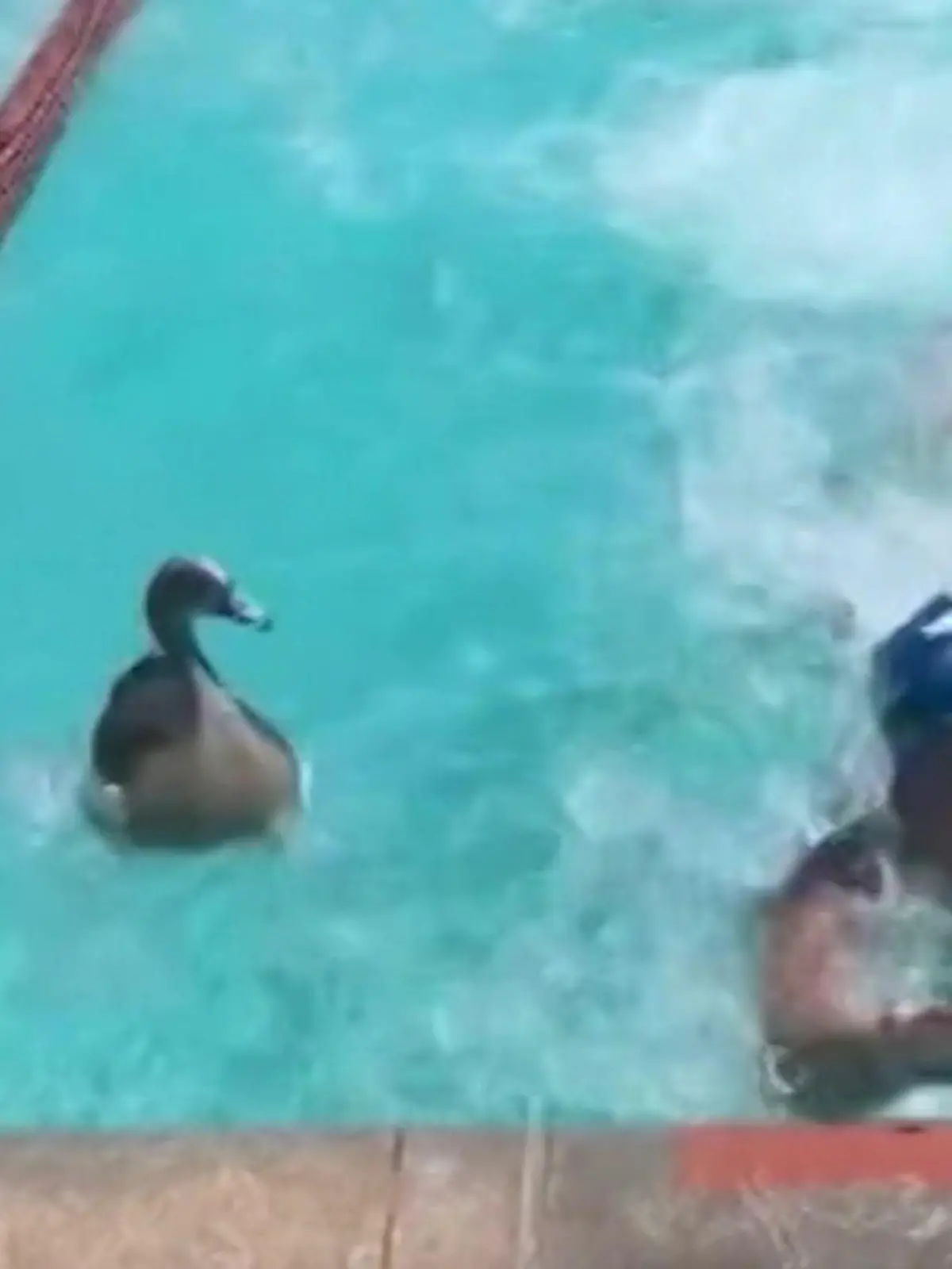 Bild zu: "GANS schön schnell! Gegen diese gefiederte Konkurrenz sind Schwimmer chancenlos"