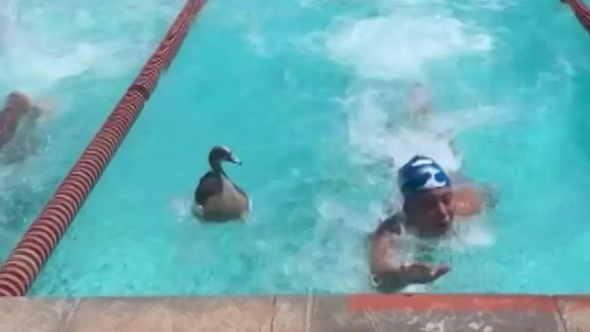 GANS schön schnell! Gegen diese gefiederte Konkurrenz sind Schwimmer chancenlos Das ist olympiaverdächtig