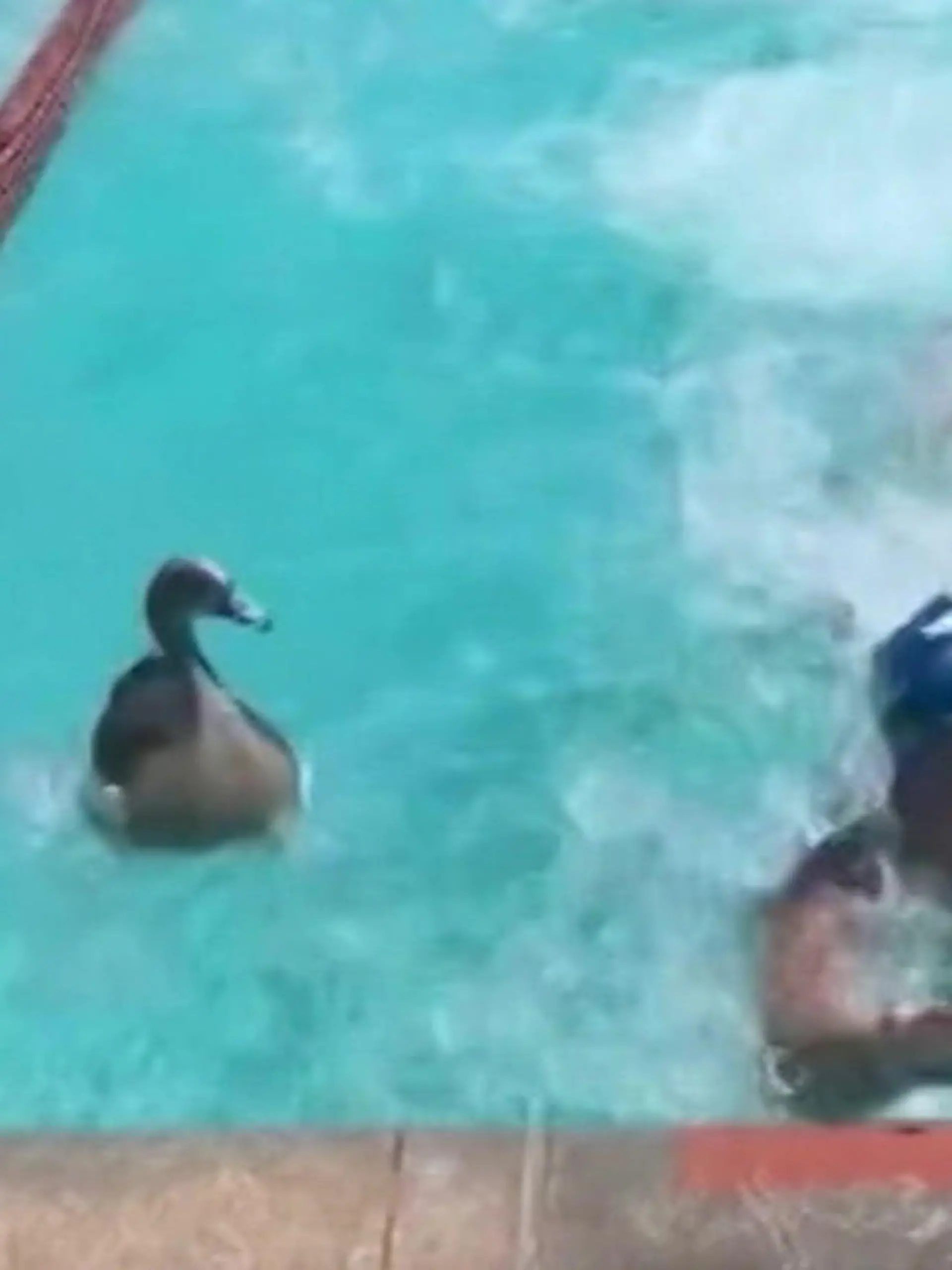 Bild zu: "GANS schön schnell! Gegen diese gefiederte Konkurrenz sind Schwimmer chancenlos"