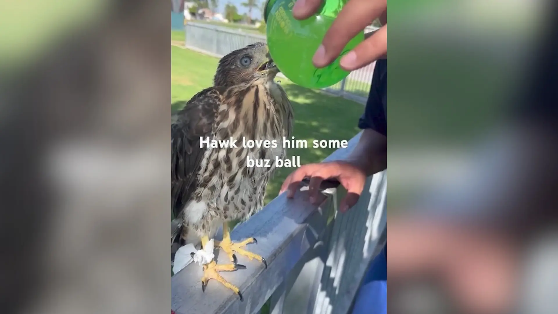 Der junge Mann stellte ein Video ins Netz, in dem er einem Cooper-Falken Alkohol einflößt.