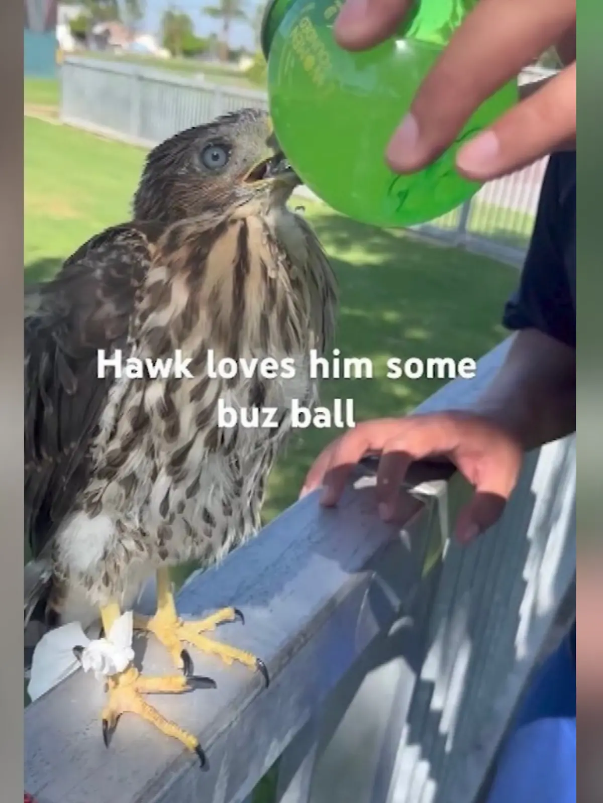 Der junge Mann stellte ein Video ins Netz, in dem er einem Cooper-Falken Alkohol einflößt.