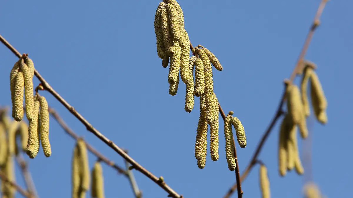 Pollen an einem Baum, Symbolbild zum Thema Allergie, Pollenflug, Vorfruehling im Siegerland, die naechsten Tage soll es auch weiterhin Fruehlingshaft bleiben mit angenehmen Temperaturen Winter im Siegerland am 23.02.2021 in Siegen/Deutschland. *** Pollen at a tree, symbol picture to the topic allergy, pollen flight, early spring in the Siegerland, the next days it should remain also further springlike with pleasant temperatures winter in the Siegerland on 23 02 2021 in Siegen Germany