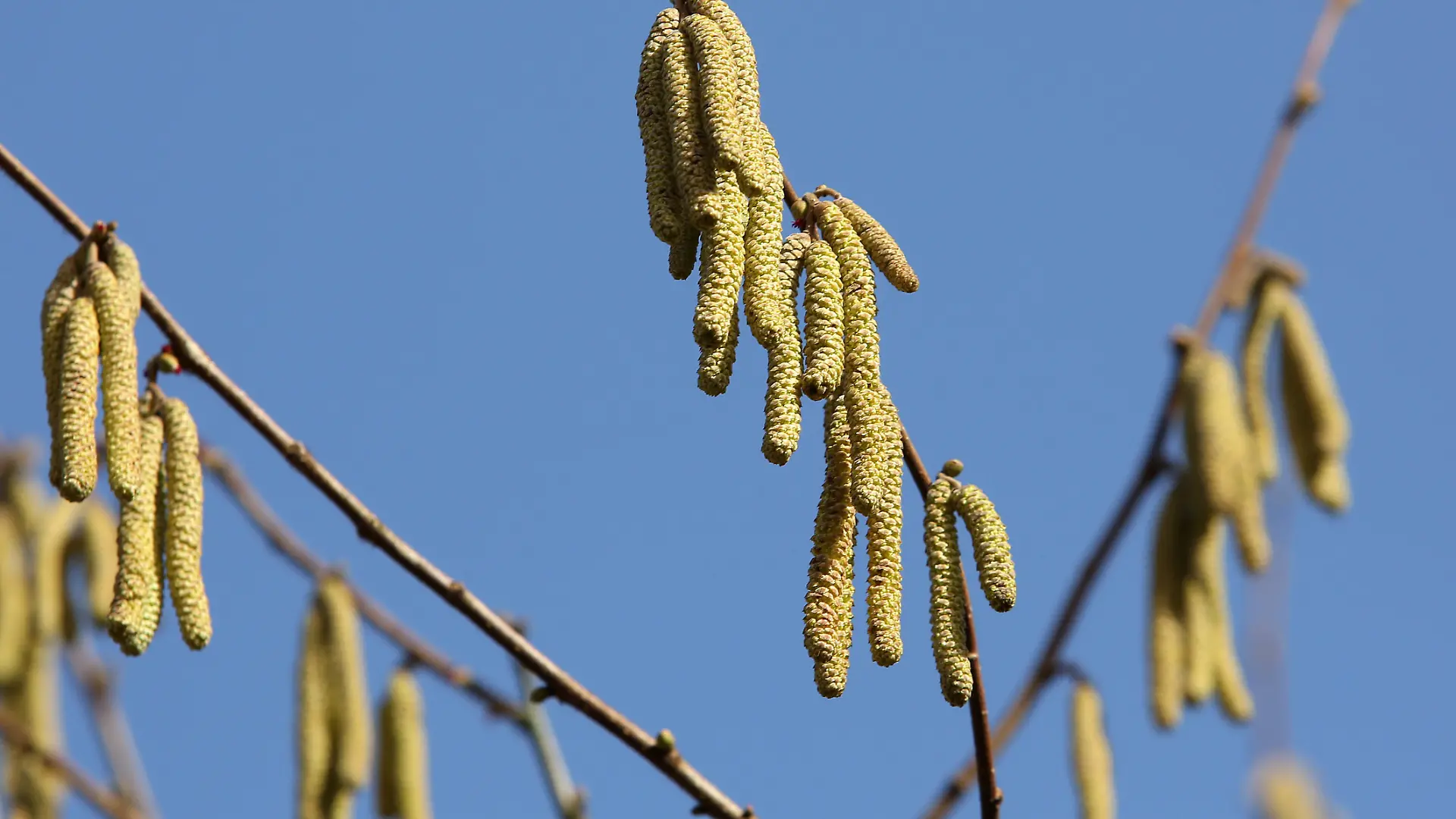 Pollen an einem Baum, Symbolbild zum Thema Allergie, Pollenflug, Vorfruehling im Siegerland, die naechsten Tage soll es auch weiterhin Fruehlingshaft bleiben mit angenehmen Temperaturen Winter im Siegerland am 23.02.2021 in Siegen/Deutschland. *** Pollen at a tree, symbol picture to the topic allergy, pollen flight, early spring in the Siegerland, the next days it should remain also further springlike with pleasant temperatures winter in the Siegerland on 23 02 2021 in Siegen Germany