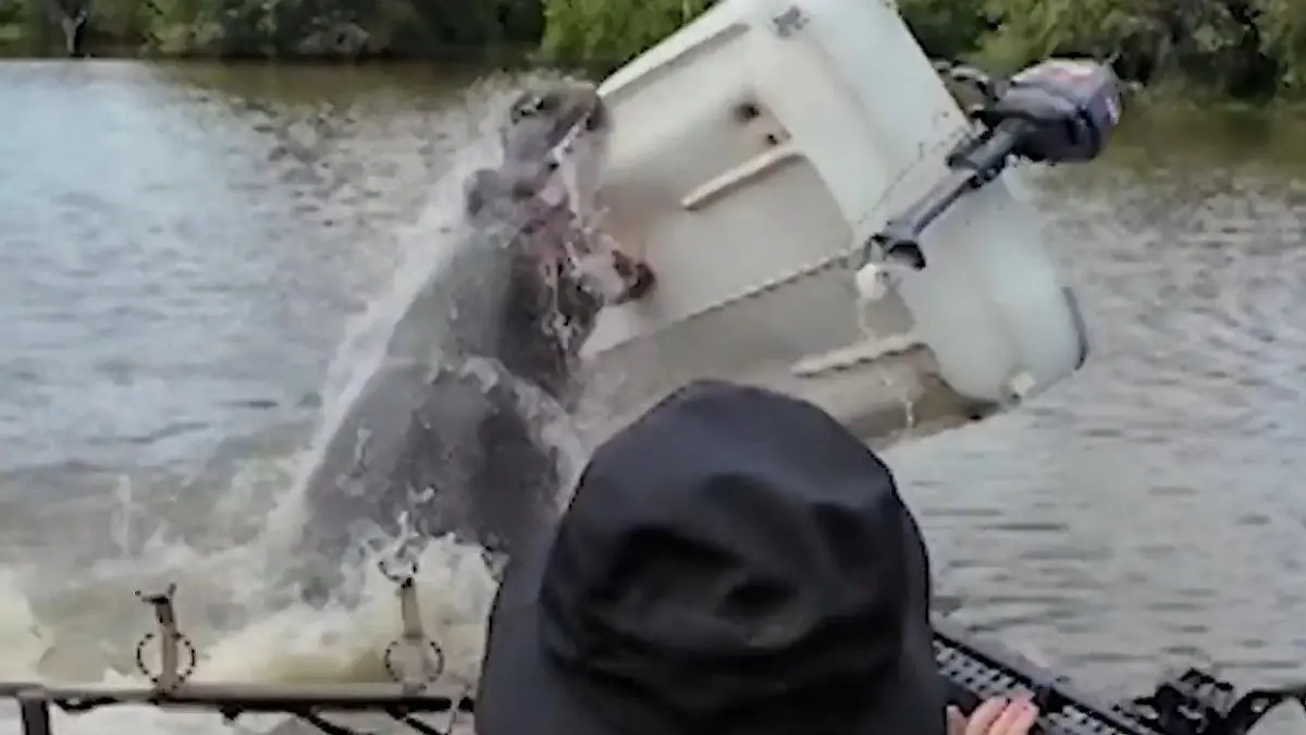 Nilpferd wirft Boot um! Fischer plötzlich in Lebensgefahr – Frau greift zur Schrotflinte Schreckmoment im Wasser