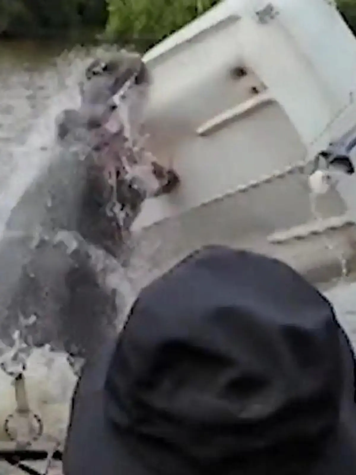 Nilpferd wirft Boot um! Fischer plötzlich in Lebensgefahr – Frau greift zur Schrottflinte