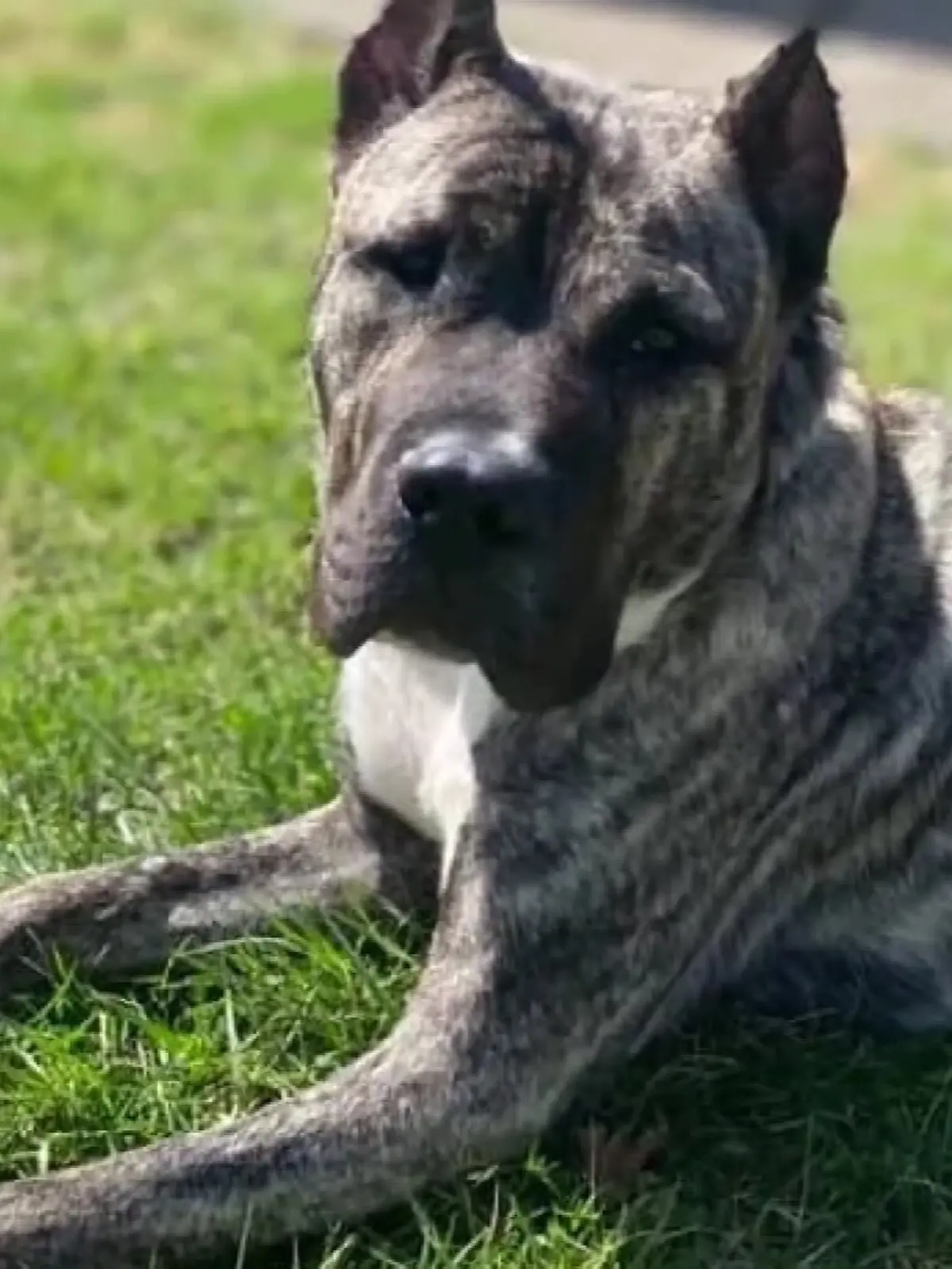 Hund Ethan hat eine bemerkenswerte Reise hinter sich, dass jetzt ein Filmemacher aus Hollywood auf ihn aufmerksam geworden ist. 