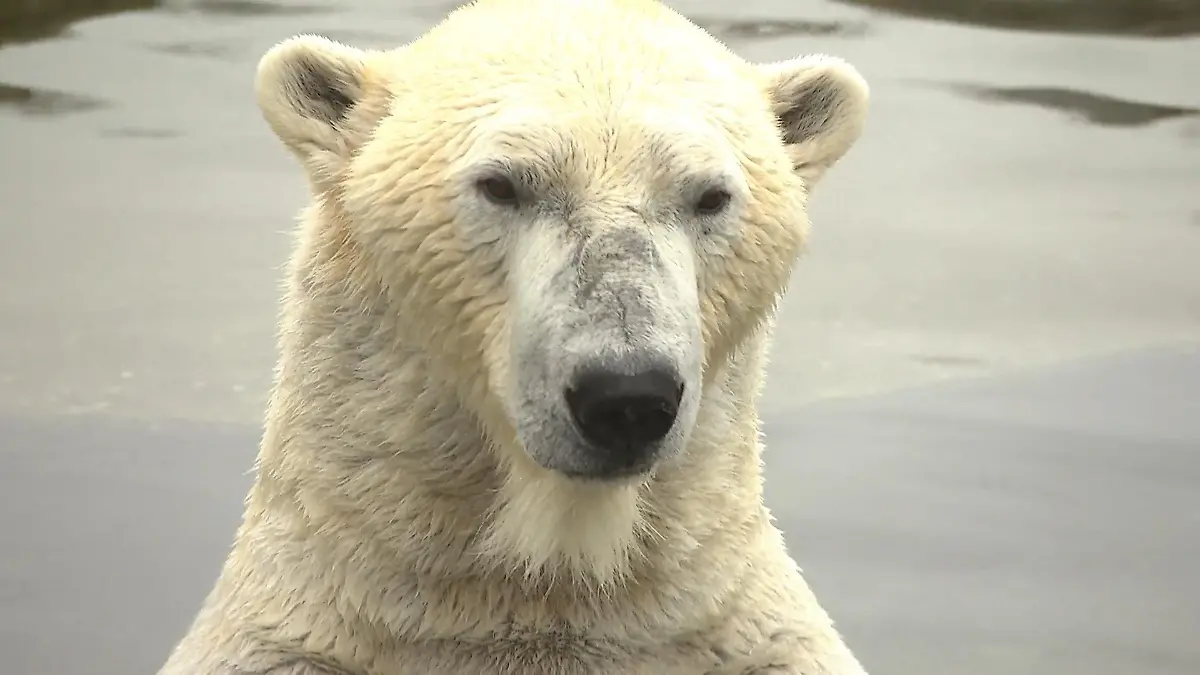 Ein Tag bei den Eisbären in Gelsenkirchen Arktische Riesen im Ruhrgebiet