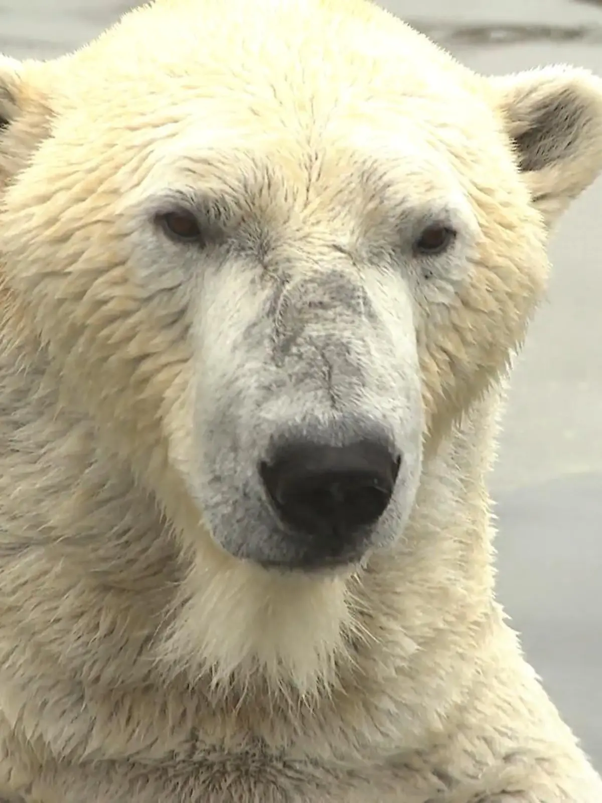 Bild zu: "Ein Tag bei den Eisbären in Gelsenkirchen"