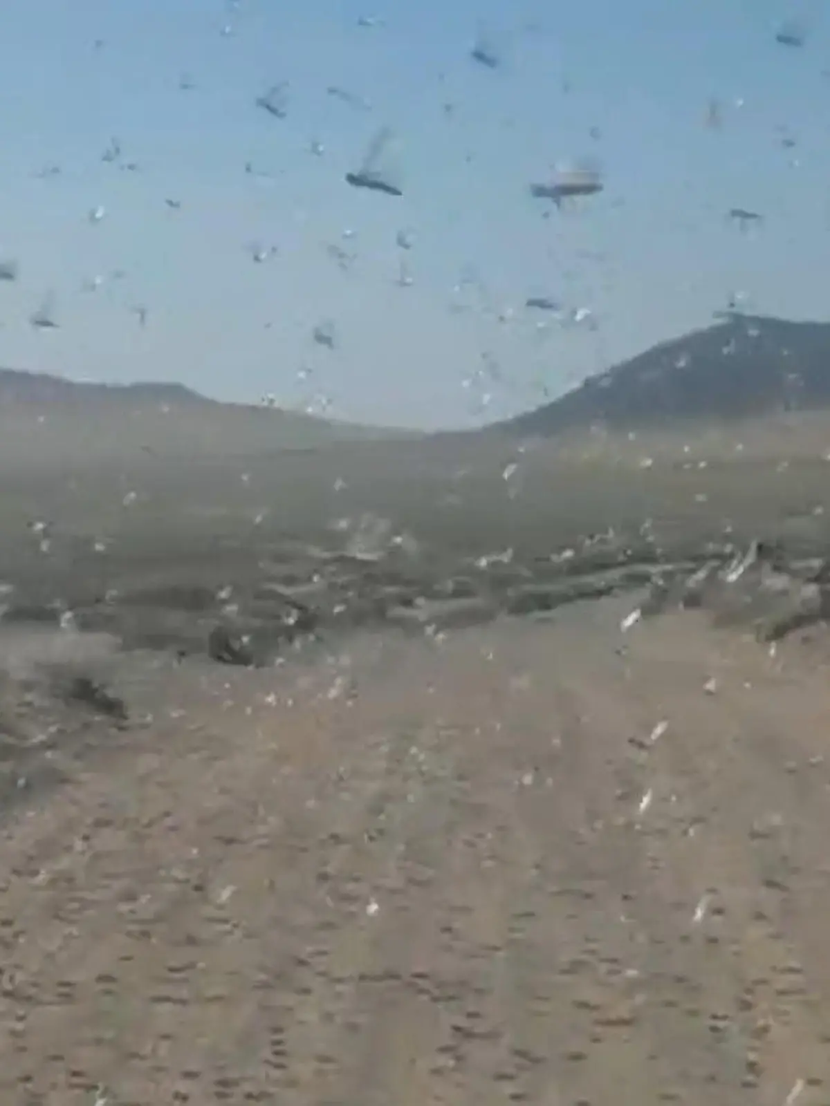 Bild zu: "Heuschrecken-Plage auf Urlaubsinseln? Landwirte in Sorge um Ernte"