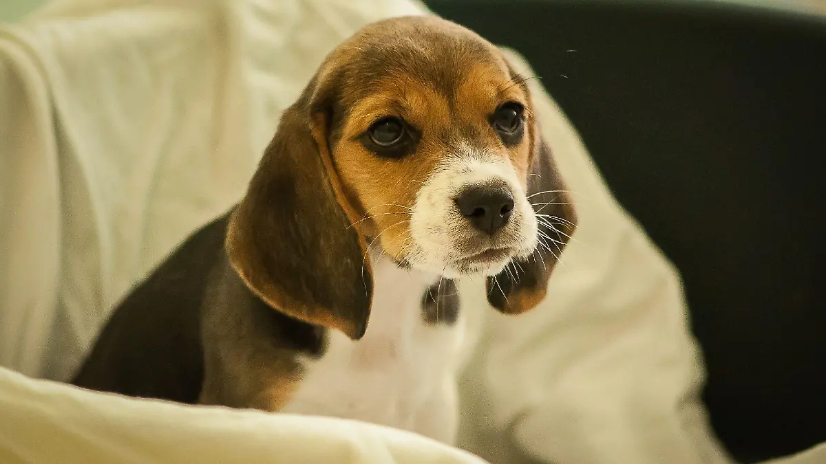 Illegale Welpenhändler bieten angeblich gerettete Hunde aus geschlossenem Hamburger Tierversuchslabor zum Kauf an