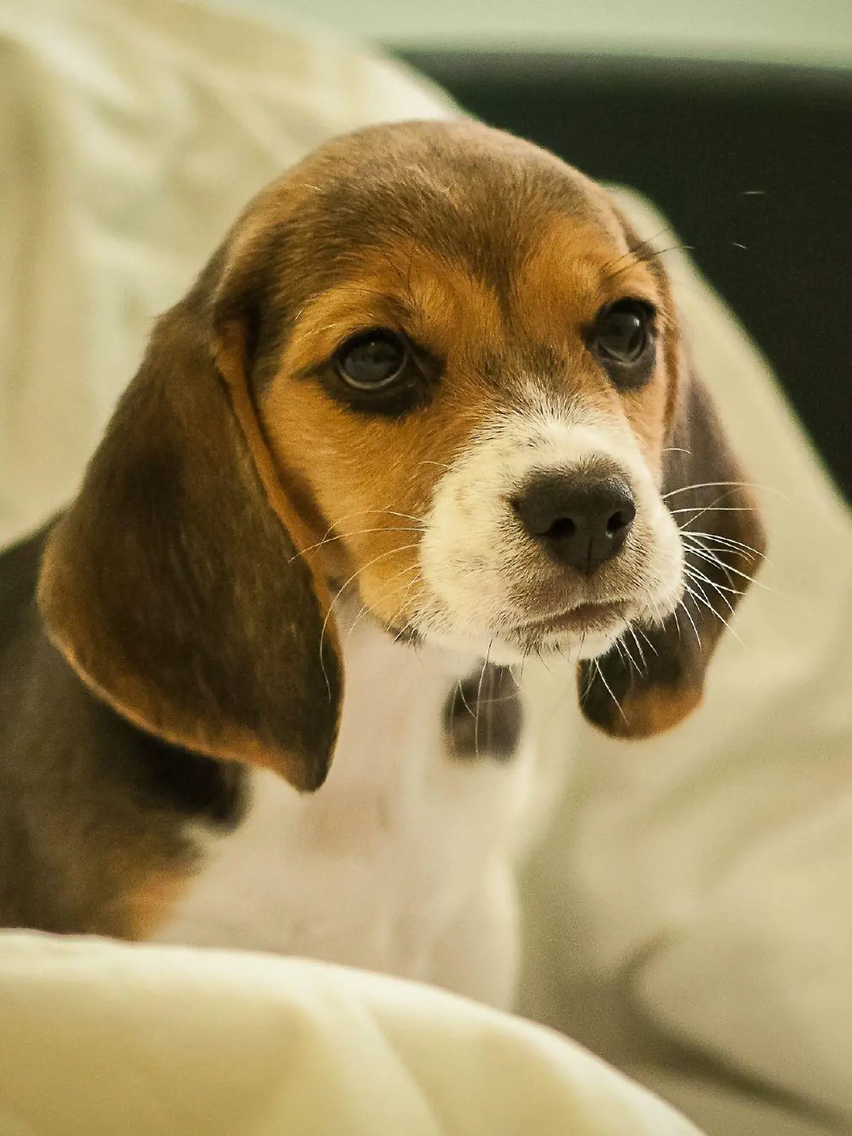 Illegale Welpenhändler bieten angeblich gerettete Hunde aus geschlossenem Hamburger Tierversuchslabor zum Kauf an