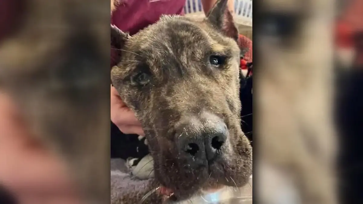 Erst verändert Hund Ethan das Gesetz – jetzt geht’s nach Hollywood! Ausgesetzt, vernachlässigt und fast verhungert