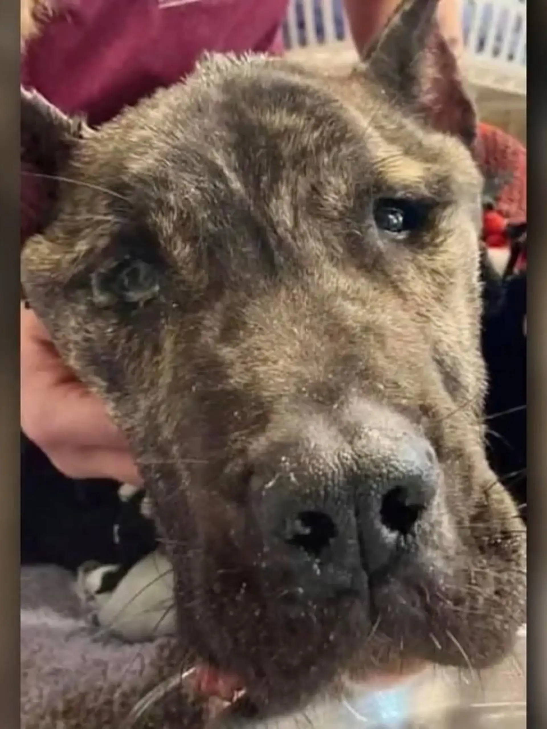 Bild zu: "Erst verändert Hund Ethan das Gesetz – jetzt geht’s nach Hollywood!"