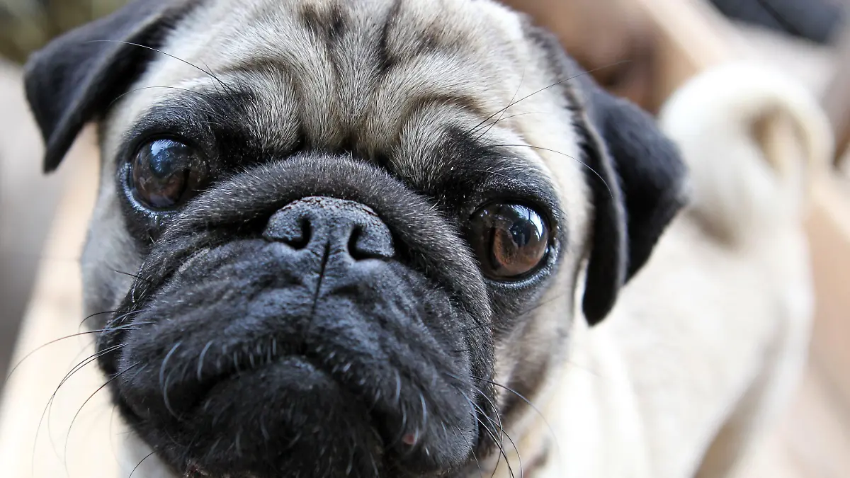 Mops Balduin blickt im Hundekindergarten in Leipzig in die Kamera, aufgenommen am 06.06.2011. Für Leute, deren Hunde sonst tagsüber gelangweilt in der Wohnung liegen würden, bietet Hundephysiotherapeutin Rudolph eine ganztägige Betreuung in ihrer Hundekita an. Die Hunde haben Auslauf, Spielzeug, einen Pool und wohnungsähnlich eingerichteten Zimmern. Foto: Jan Woitas dpa/lsn (Zu lsn-Korr. vom 14.06.2011)  +++(c) dpa - Bildfunk+++