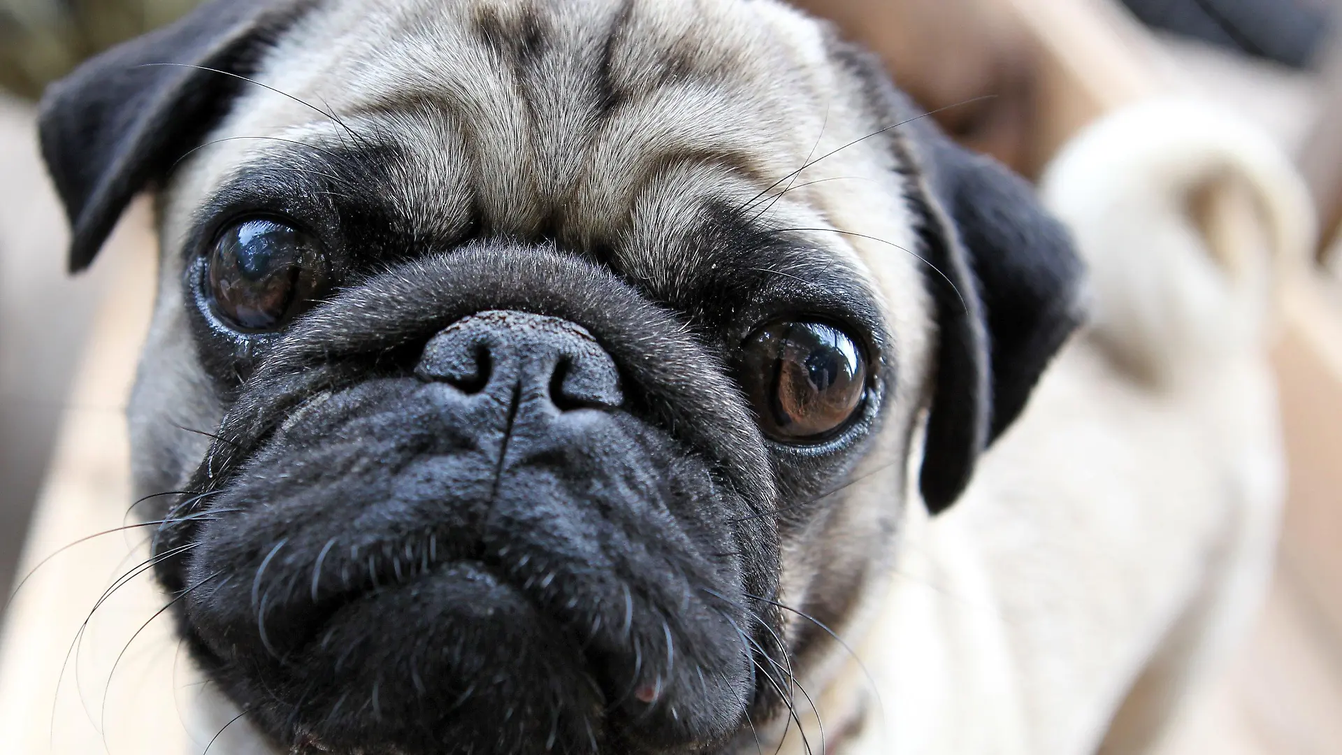 Mops Balduin blickt im Hundekindergarten in Leipzig in die Kamera, aufgenommen am 06.06.2011. Für Leute, deren Hunde sonst tagsüber gelangweilt in der Wohnung liegen würden, bietet Hundephysiotherapeutin Rudolph eine ganztägige Betreuung in ihrer Hundekita an. Die Hunde haben Auslauf, Spielzeug, einen Pool und wohnungsähnlich eingerichteten Zimmern. Foto: Jan Woitas dpa/lsn (Zu lsn-Korr. vom 14.06.2011) +++(c) dpa - Bildfunk+++